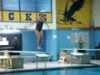 Diving